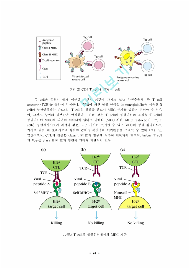 내용정리] 면역학 제 6장 T 림프구 면역학 (T Cell Immunology)자연과학레포트